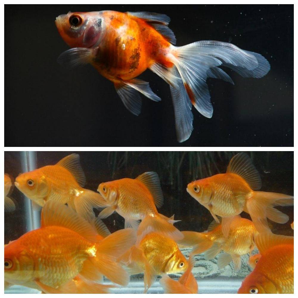 Нематантус (Золотая рыбка цветок): содержание,размножение,уход,описание.