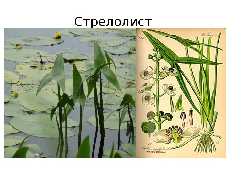 Стрелолист: фото растения, описание, виды, уход в водной среде