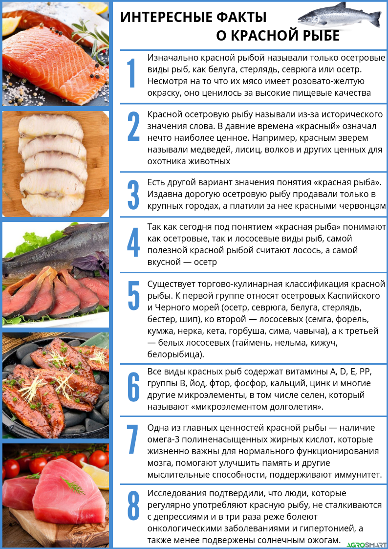 Навага что за рыба и как ее готовить, рецепты приготовления вкусно, где обитает и чем полезна, виды вахни с фото