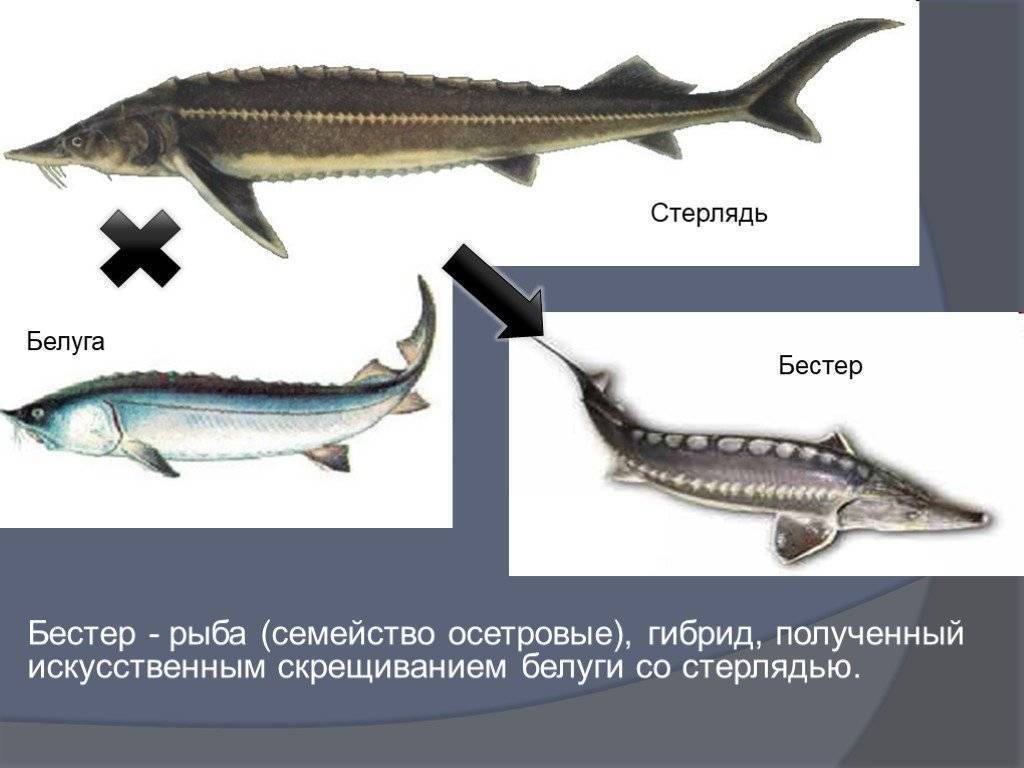 Большой каранкс