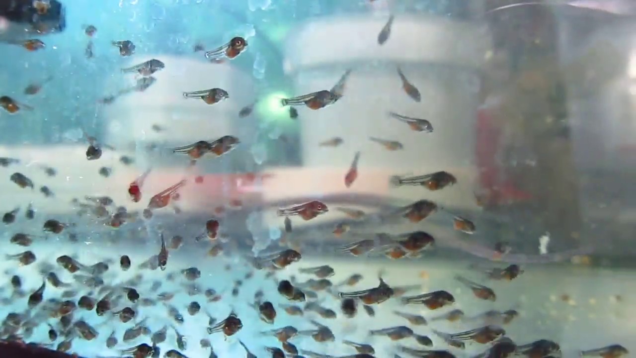 Как происходит размножение гуппи в аквариуме?