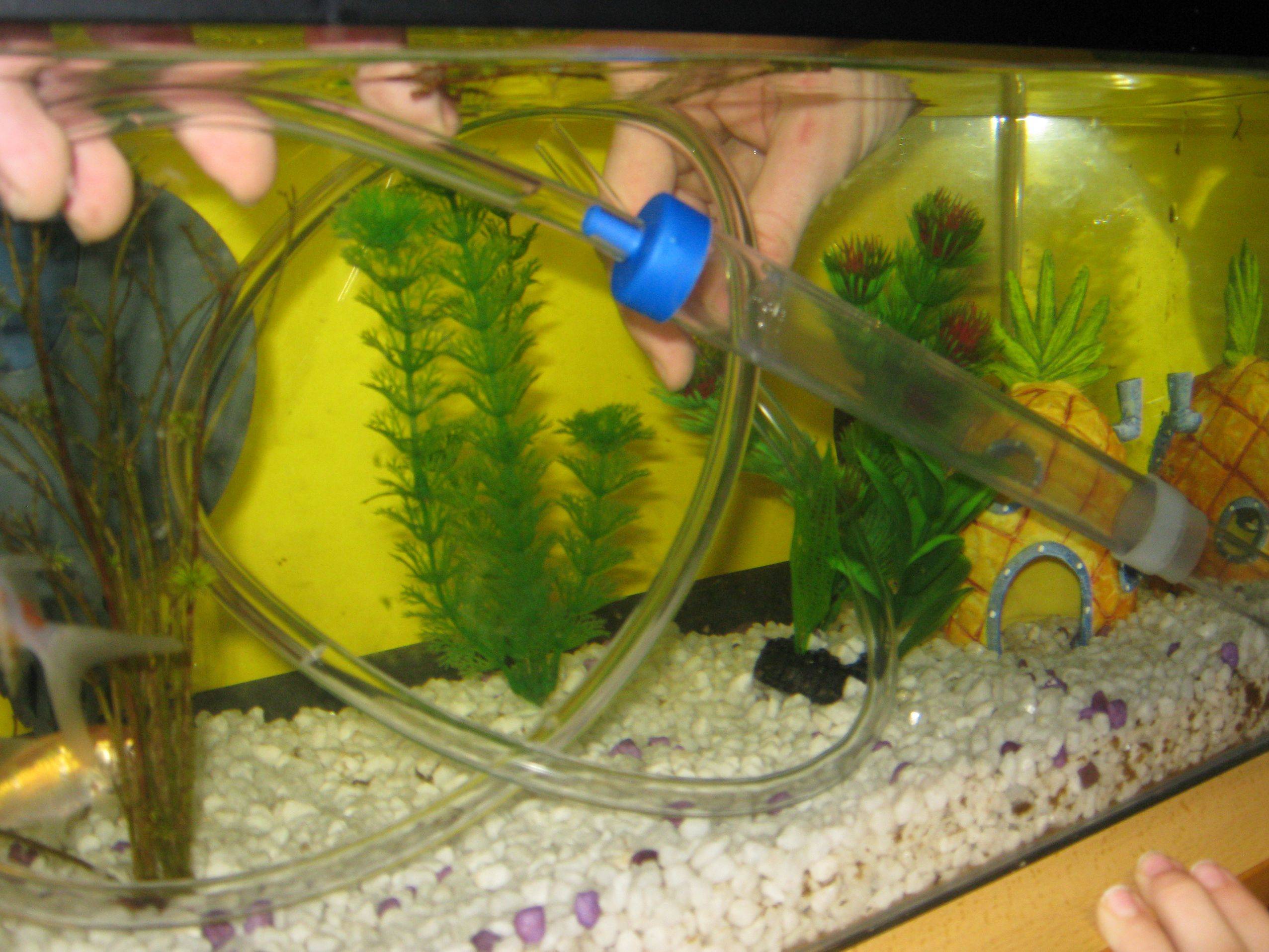 Как почистить аквариум с рыбками если нет сифона