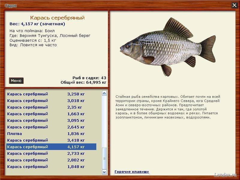 Рыба «Карась серебряный» фото и описание