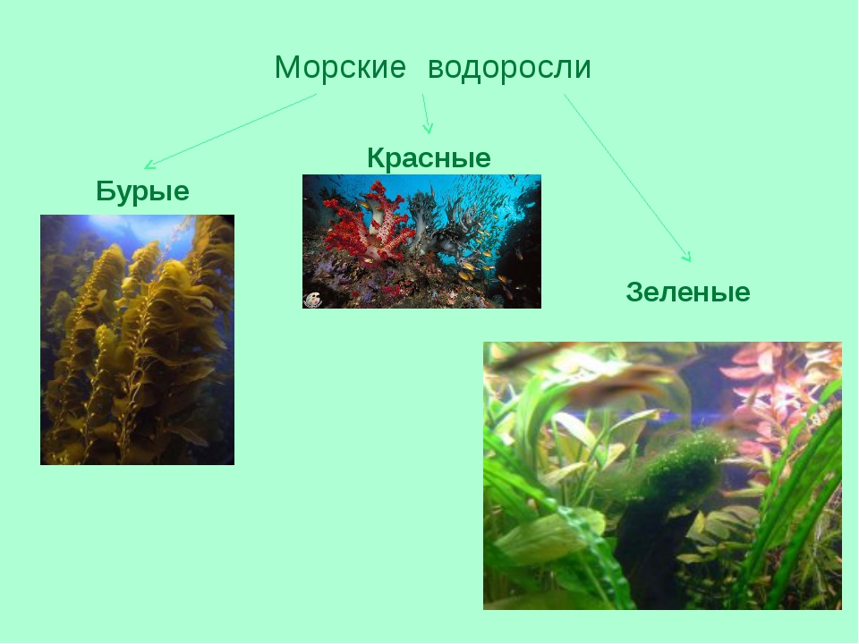 К бурым водорослям относятся растения. Виды водорослей. Зеленые и бурые водоросли. Красные и зеленые водоросли. Водросли красные,зелёные,бурые.