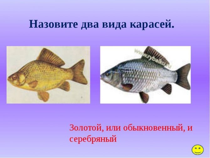 Карась - описание, где живёт, чем питается, нерест, особенности рыбы
