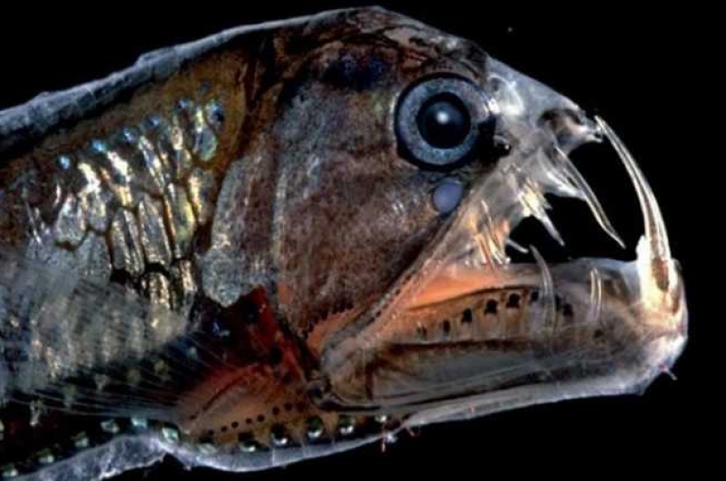 ᐉ морские рыбы: название, описание и фото самых популярных разновидностей обитателей морских глубин - zoovet24.ru