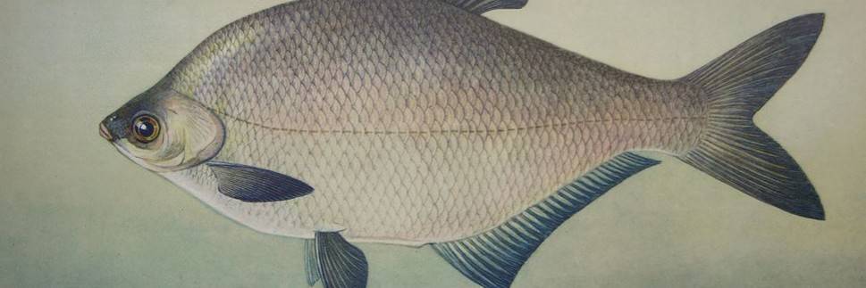 Амур белый фото и описание – каталог рыб, смотреть онлайн