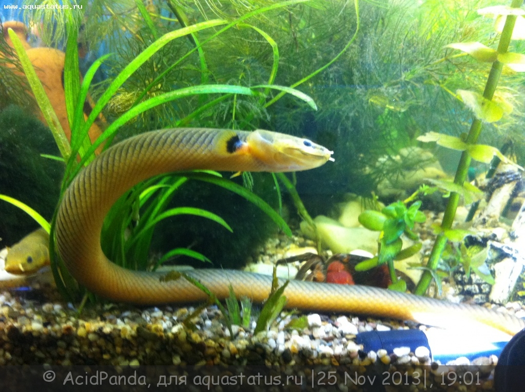 Рыба змея или калабарский каламоихт: описание, условия содержания в аквариуме, совместимость с другими рыбками