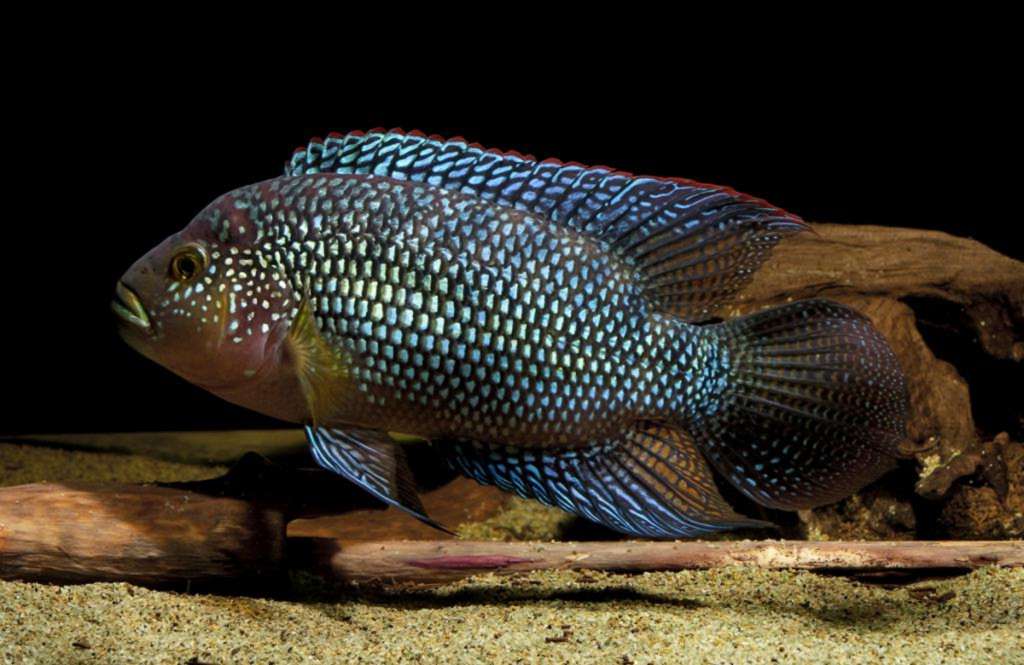 Красивая аквариумная рыбка цихлазома элиота