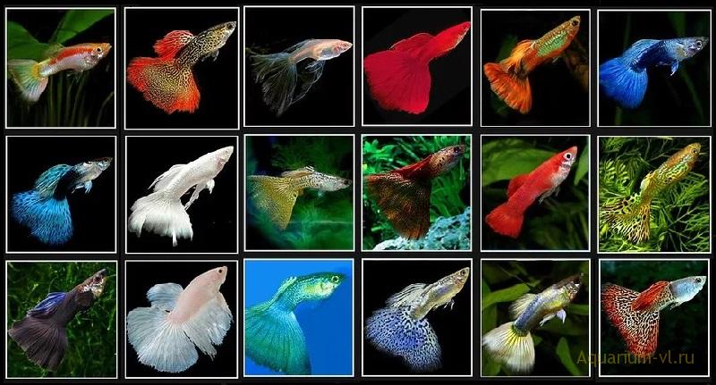 Аквариумные рыбки гуппи — содержание и кормление, отличие самки от самца и их размножение