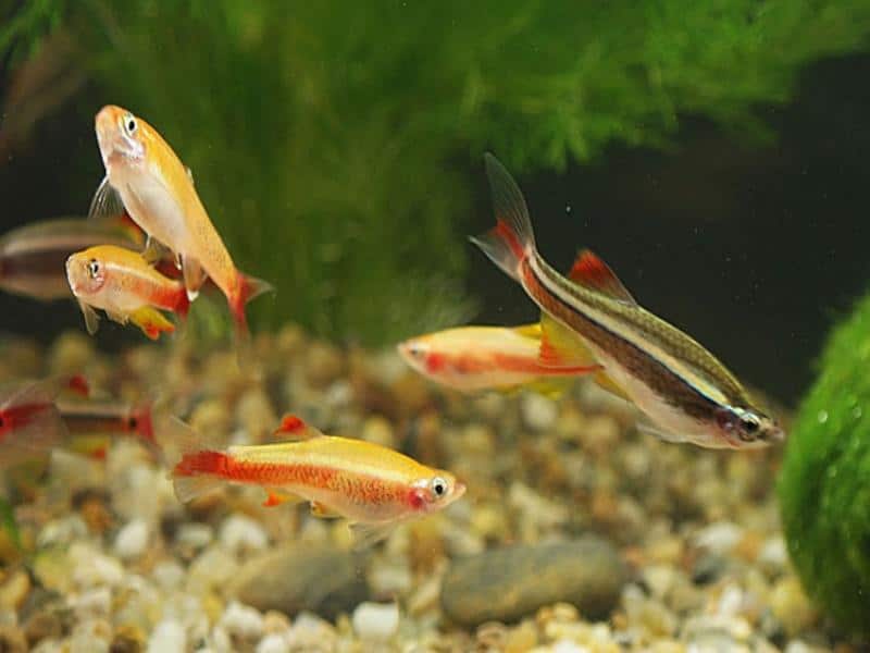 Кардиналы аквариумные рыбки: содержание, кормление, фото