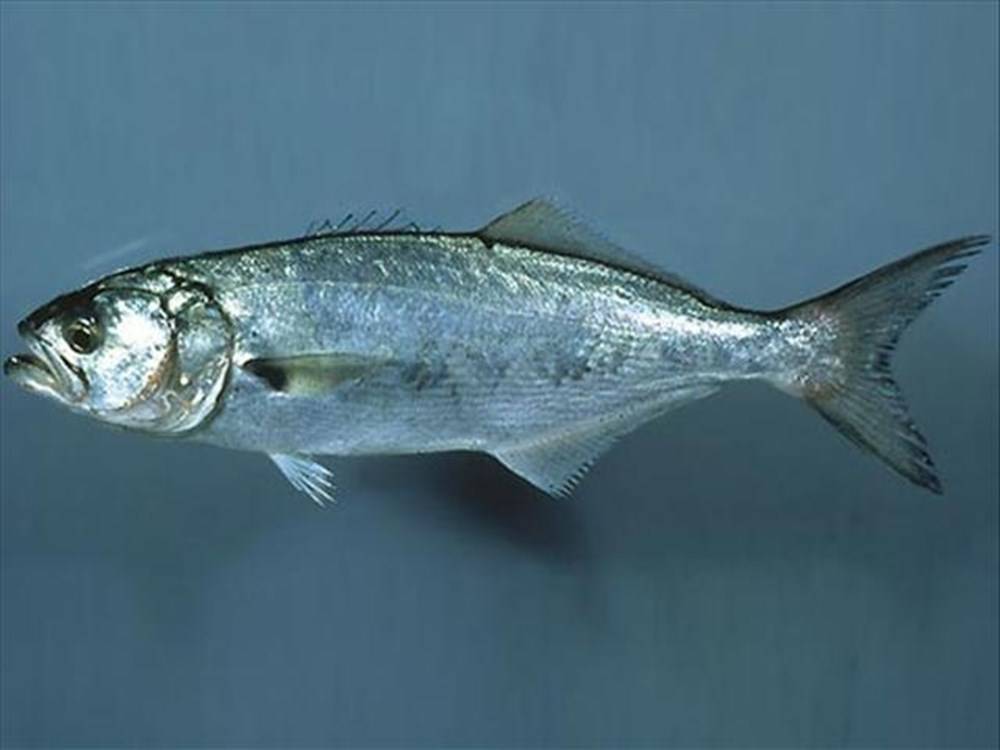 Рыба «подуст» фото и описание