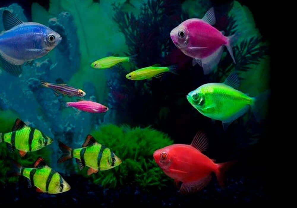 Размножение тернеций: особенности разведения аквариумных рыбок в домашних условиях для начинающих, а также как определить беременную самку в аквариуме, фото икры