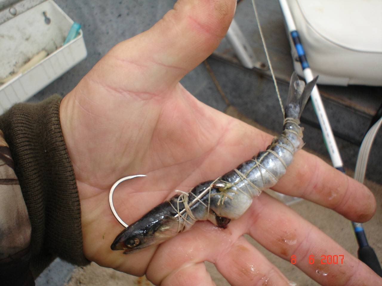Ловим осетра на донку - успешные приемы опытных рыболовов