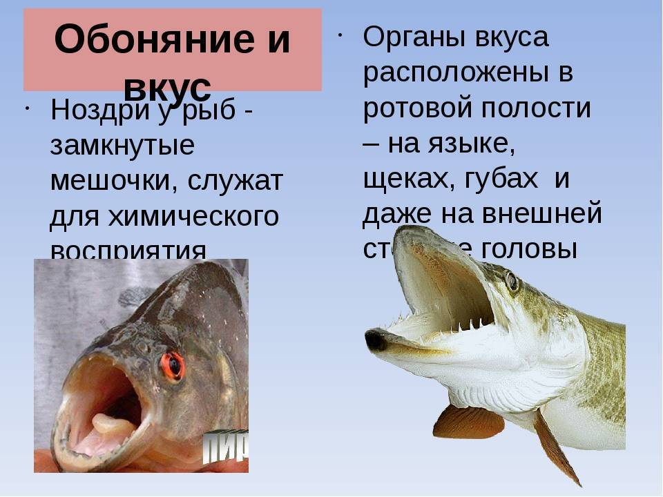 Органы чувств у рыб. обоняние, органы вкуса, боковая линия