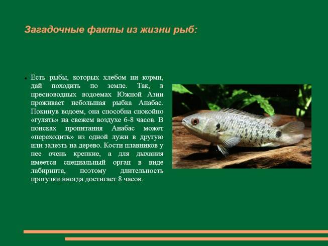 Анабас или рыба-ползун: фото, что умеет, как содержать в аквариуме