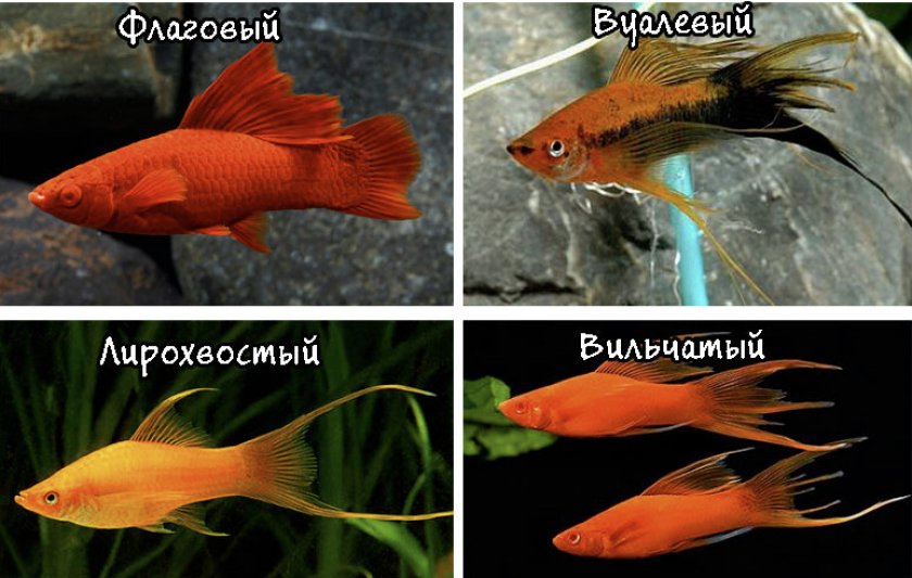 Меченосцы рыбки — уход и содержание, размножение и в чем отличие самки от самца