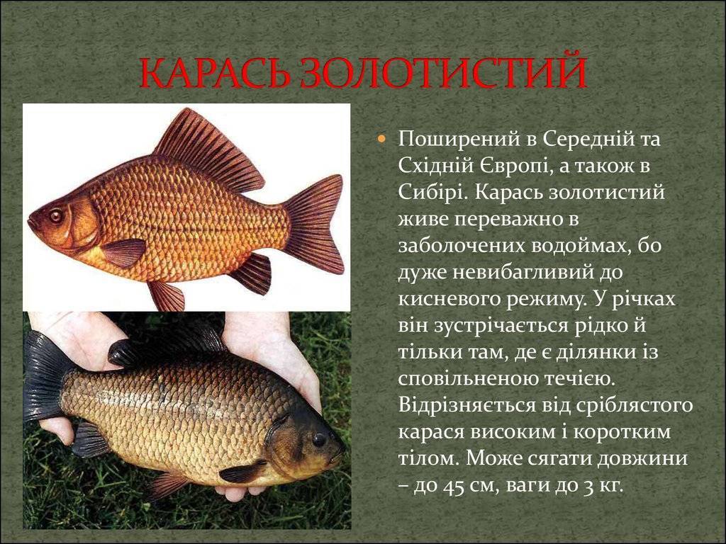 Карась золотой: ловля, фото и описание :: syl.ru