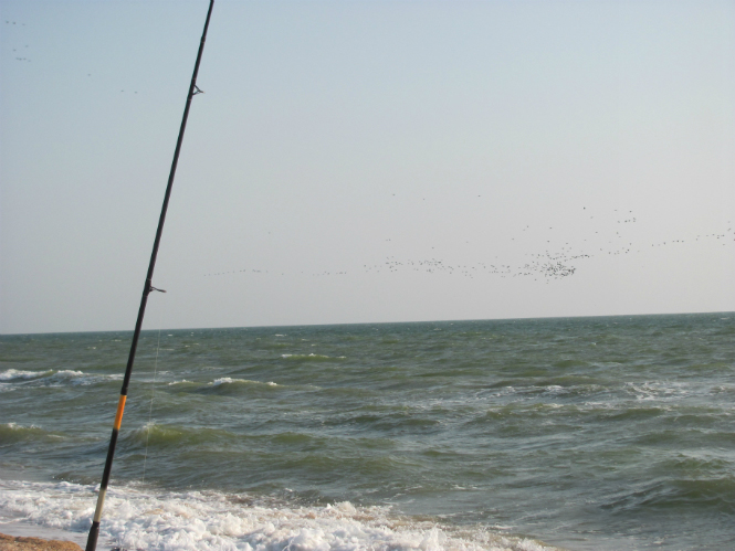 Снасть на пеленгаса на азовском море своими руками фото