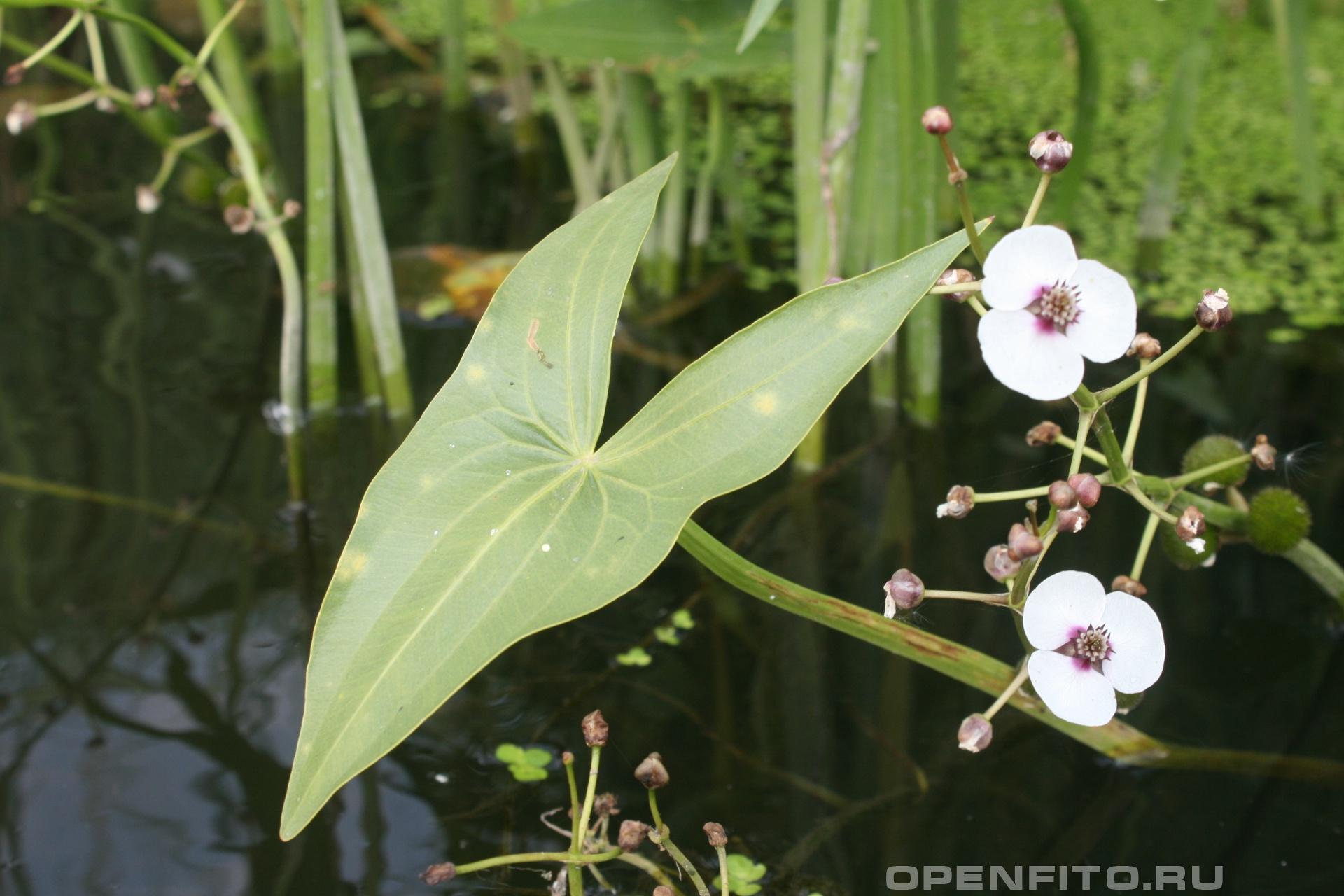 Стрелолист обыкновенный (болотник) - описание водного растения с фото