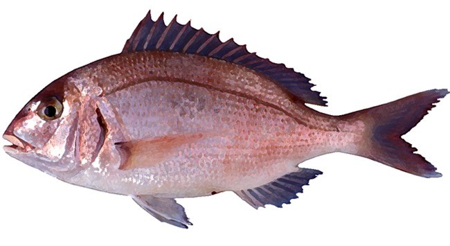 Рыба «корифена большая» фото и описание