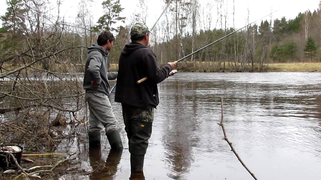 Поплавочная ловля плотвы весной - статьи о рыбалке