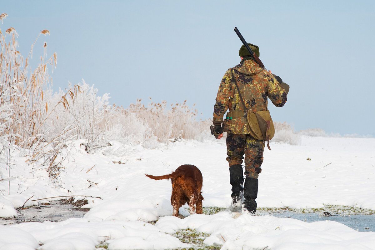Зимняя охота на лису - особенности, правила, как вести себя охотнику | охота на лис зимой - видео, фото