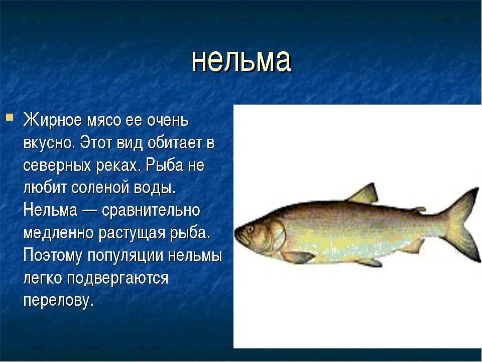 Рыба нельма - описание, внешний вид, подвиды, способы ловли, снасти