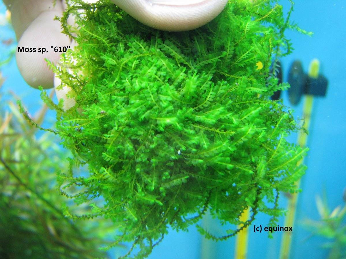 Яванский мох в аквариуме: содержание, описание, размножение - aqa.wiki