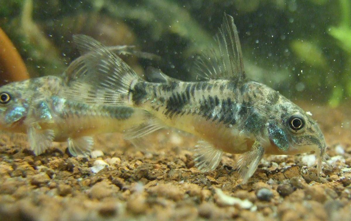 Сомы коридорасы — маленькие, мирные рыбки для аквариума