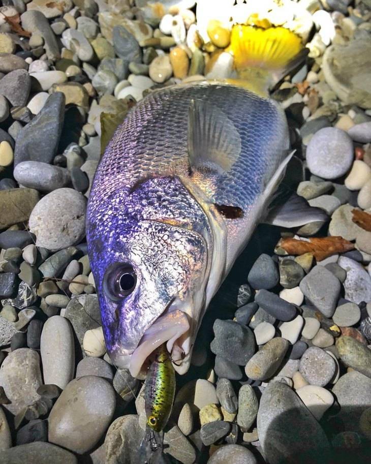 Рыба «Горбыль пресноводный» фото и описание