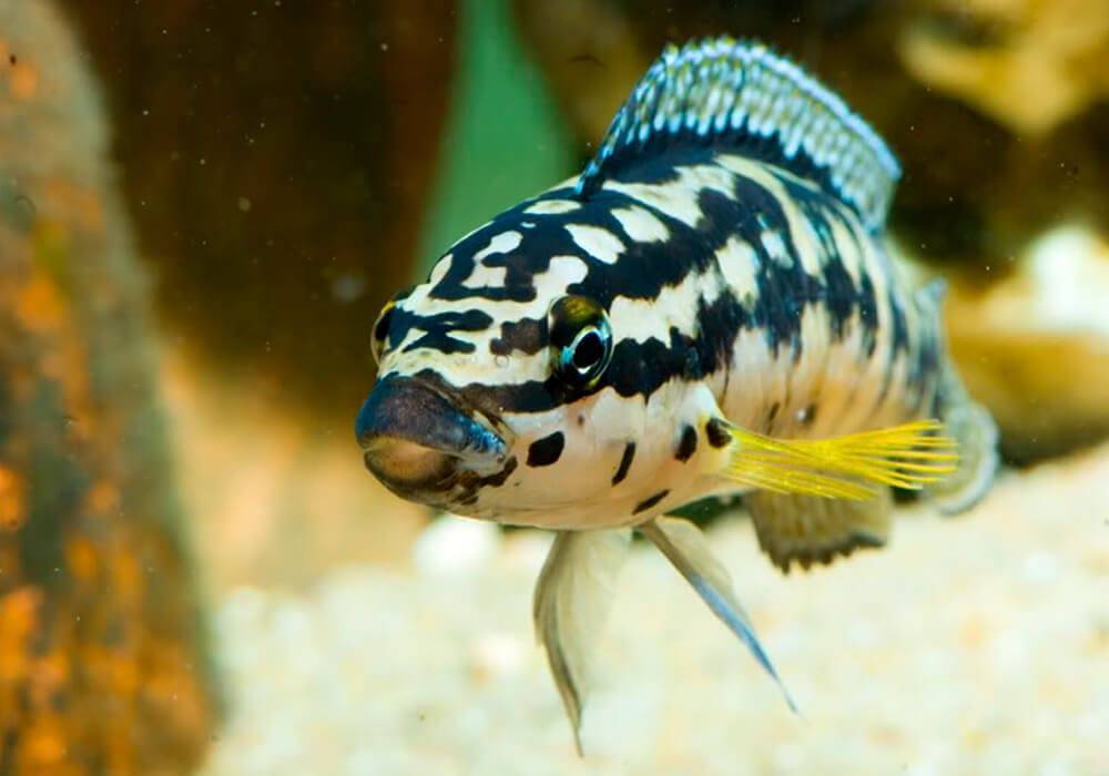 Юлидохромис марлиера (julidochromis marlieri)
