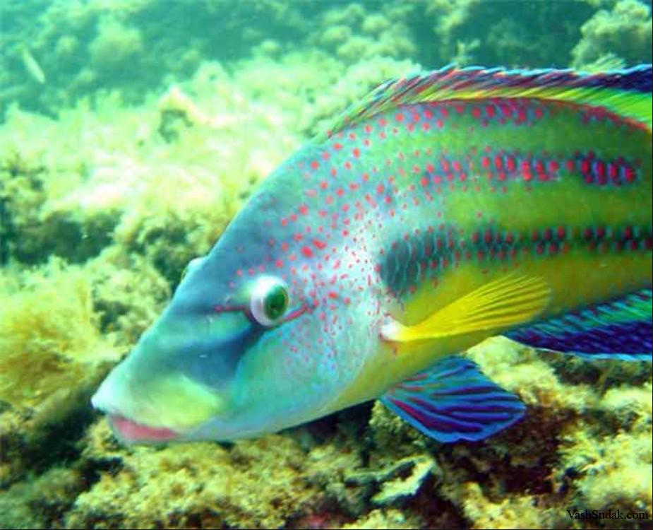 Пинагор фото и описание – каталог рыб, смотреть онлайн