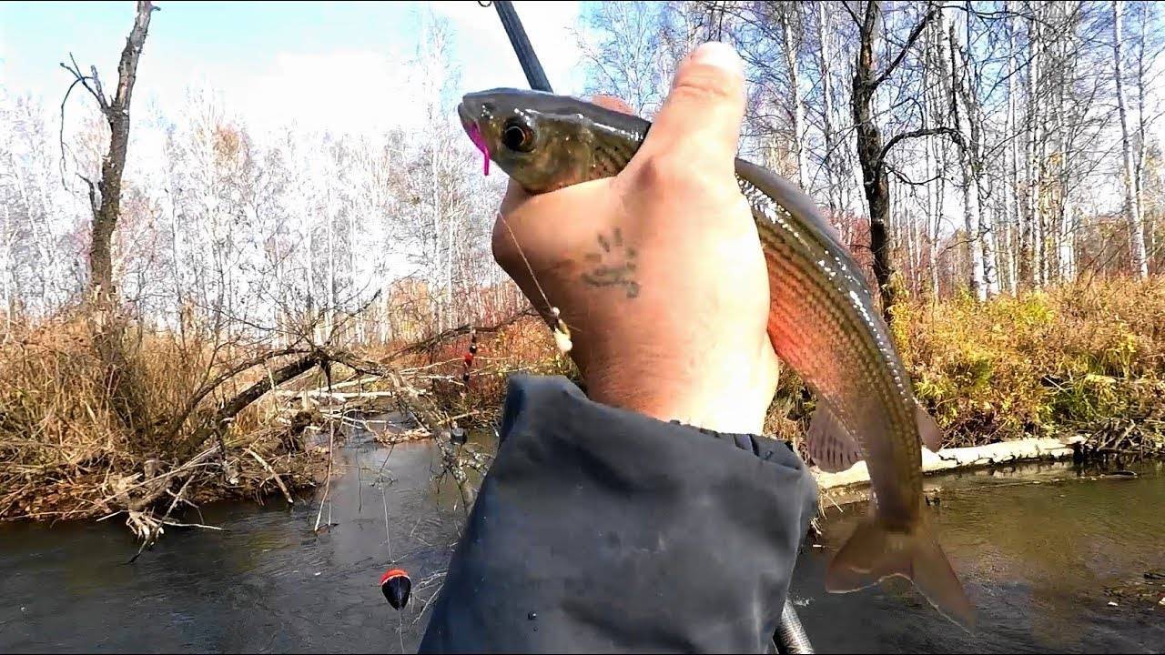 Ловля хариуса зимой (видео) | 10 рыб с одной лунки