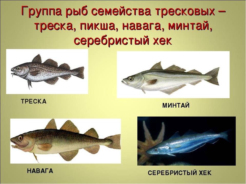 Тресковые породы рыб список — ловись рыбка