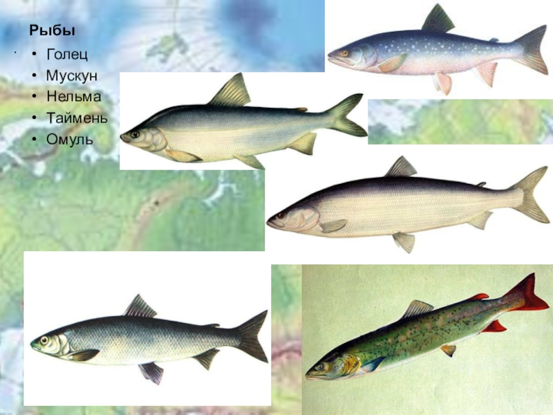 Нельма - описание рыбы, виды, места обитания, состав