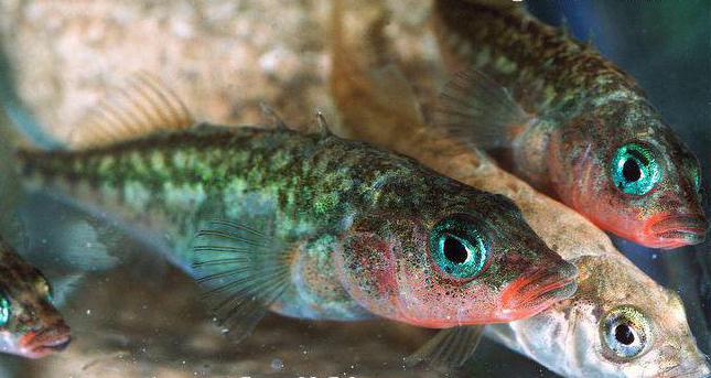 Описание рыбы колюшки, ее среда обитания и образ жизни