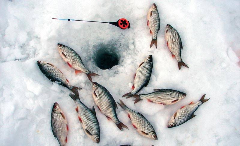 Зимняя рыбалка на мормышку - тактика и техника ловли
