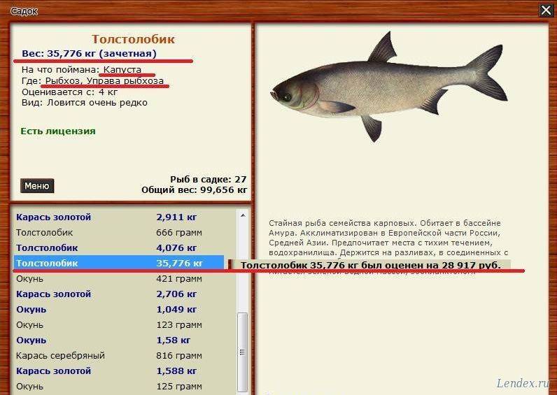 Толстолоб — характеристики рыбы, места обитания, ловля и особенности прикормки + 80 фото