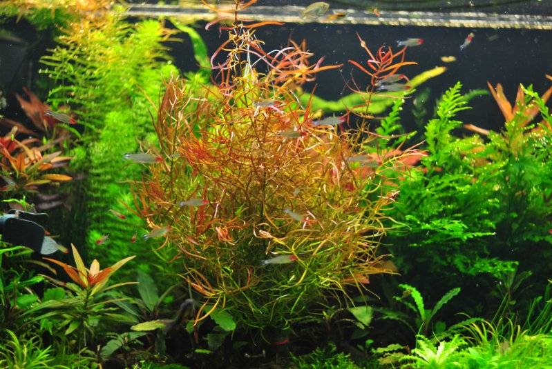 Людвигия: аквариумное растение, фото, условия содержания и размножениякомнатные цветы и растения, уход за ними в домашних условиях