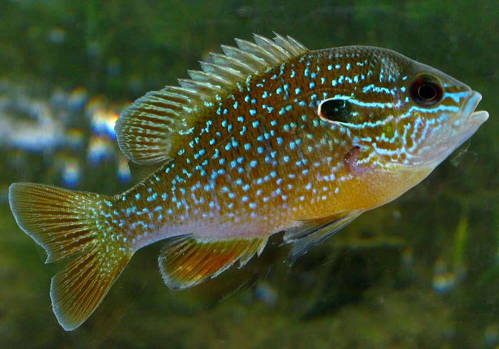 Окунь солнечный оранжевый длинноухий фото и описание – каталог рыб, смотреть онлайн