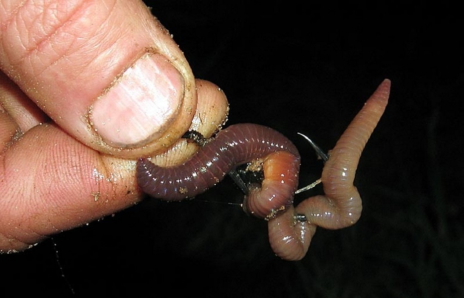 Дождевой червь — наживка для ловли рыба, способы насаживания, добычи и хранения червей на рыбалке