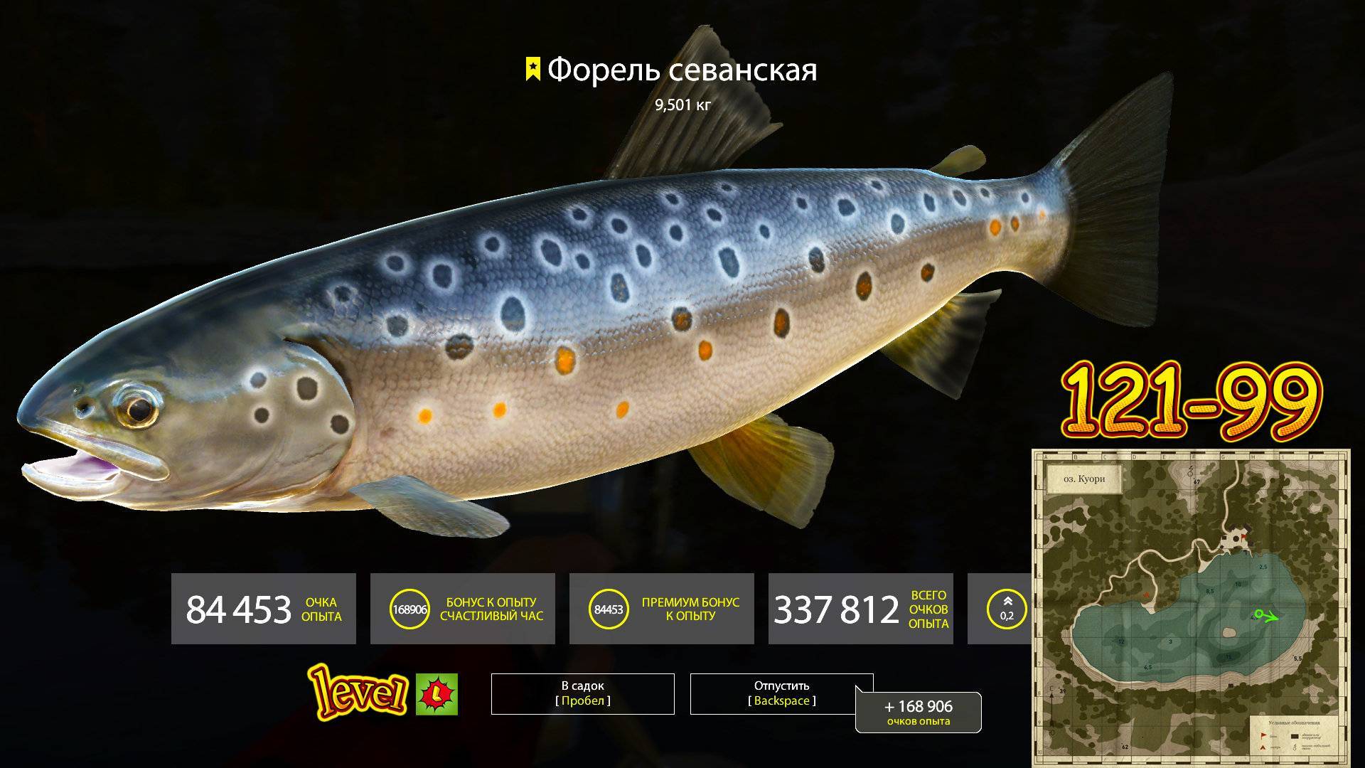 Гольян фото и описание – каталог рыб, смотреть онлайн