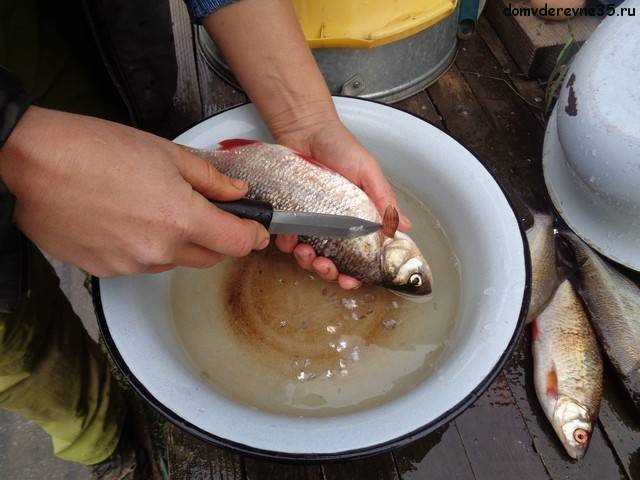 Чистка свежей рыбы. как быстро и правильно почистить рыбу