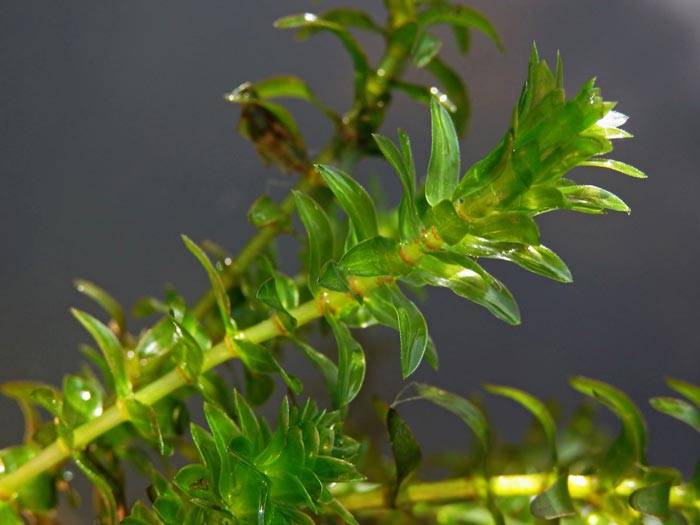 Аквариумное растение элодея: фото, виды, способы размножения и условия содержаниякомнатные цветы и растения, уход за ними в домашних условиях