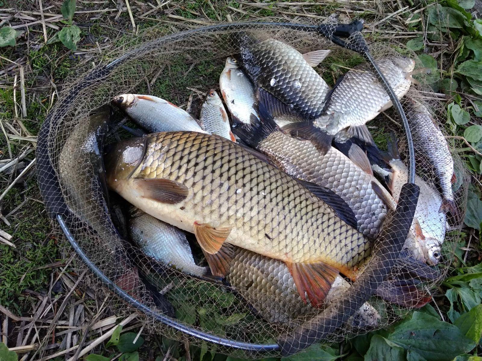 Рыбалка в вологодской области: реки и озёра, какие снасти необходимо иметь при себе