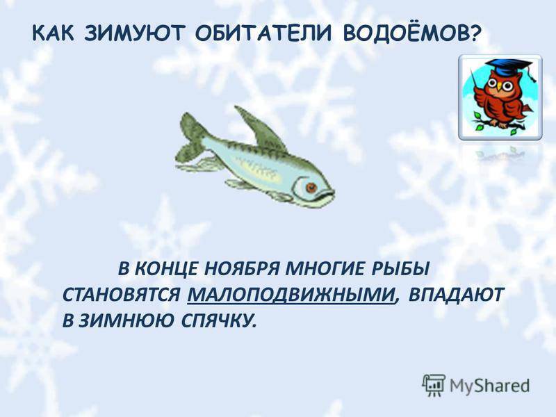 Как спят рыбы? какие рыбы впадают в спячку зимой