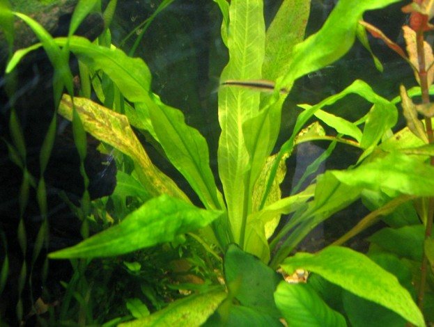 Болезни аквариумных растений, причины появления, лечение