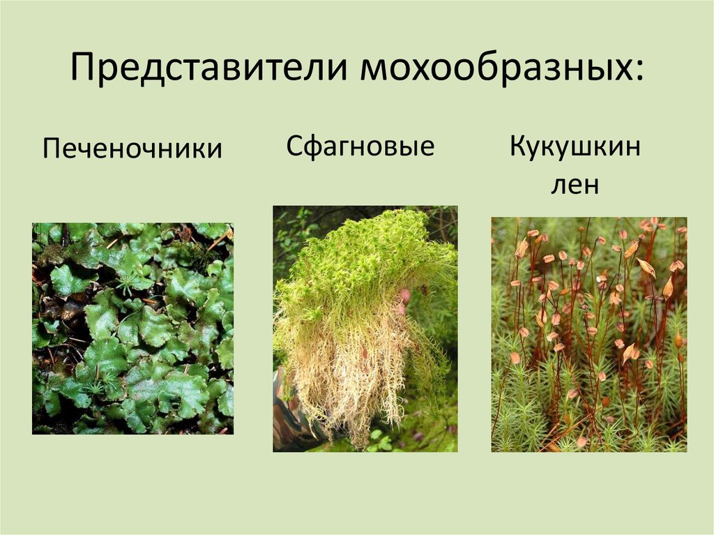 Три примера растений относящихся к мхам. Моховидные растения ягель. Кукушкин лен сфагнум маршанция. Сфагнум мхи представители. Моховидные растения сфагнум.