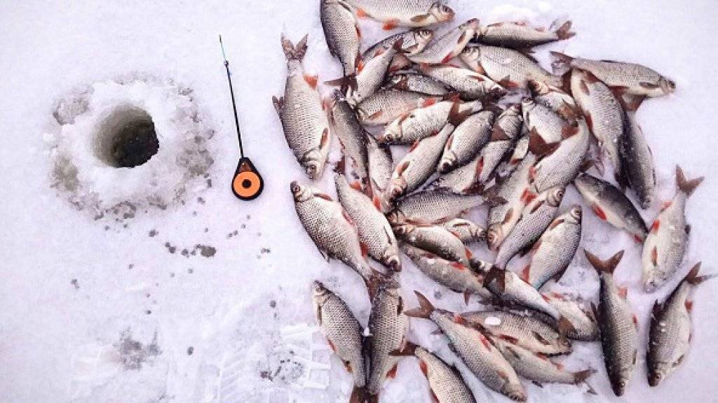 Ловля плотвы весной: в чем особенности сезона, основные секреты успешной рыбалки